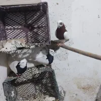 طوقی|پرنده|میاندوآب, |دیوار