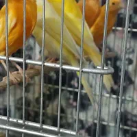 ۲۶ ..عدد ..قناری