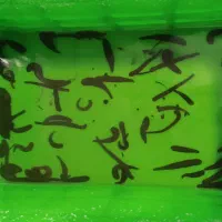 فروش زالوی طبی صیدی فوق العاده درشت|آرایشی، بهداشتی، درمانی|کاشان, امیرکبیر|دیوار