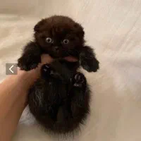 گربه اسکاتیش مشکی