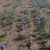 فروشه زعفران تازه واسه امسال|عمدهفروشی|خرمدره, |دیوار