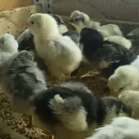 جوجه گلین طوسی و پنگوئنی