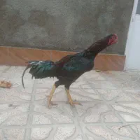 خروس لاری ۷ ماهه