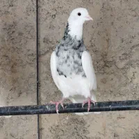 کبوتر طوقی نر