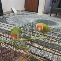 طوطی برزیلی