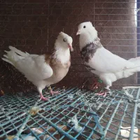 طوقی زرین اجری سرکه ای ابی همه رنگ معاوضه