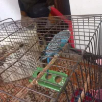 مرغ عشق نر فیروزه ای