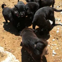 توله قدریجونی قهدریجانی