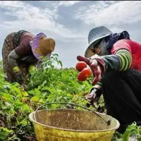 کلی کارهای زمین و باغات با بهترین نیرو کاری