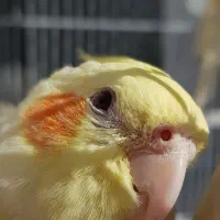 عروس هلندی ۶ ماهه