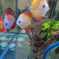 آکواریومه شرکتی وارداتی اصلی