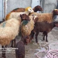 گوسفندبا بره داشتی|حیوانات مزرعه|کوزران, |دیوار