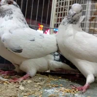 چهر جفت کفتر ناب|پرنده|کرج, کوی امامیه|دیوار