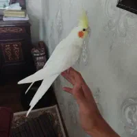 عروس هلندی نر|پرنده|کرج, دهقان ویلا|دیوار