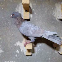 کفتر پلاکی شهری|پرنده|شیراز, کوشک میدان|دیوار