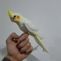 عروس هلندی لوتینو دستی