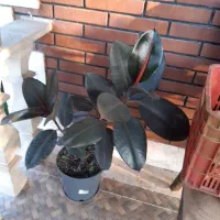 گلهای بیرونی|گل و گیاه طبیعی|نشتارود, |دیوار