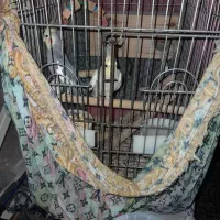 عروس هلندی|پرنده|رشت, کاکتوس|دیوار