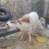 بزغاله ۳۰۰۰۰۰۰۰
