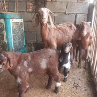 دوعددبزماده با بی نر