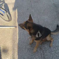 سگ ژرمن|سگ|زرند, |دیوار