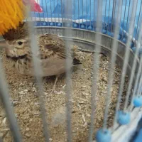 سهره خاکی|پرنده|بروجن, |دیوار