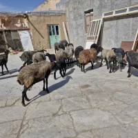 میش بره شالی