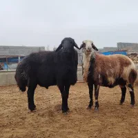 قوچ افشار پلنگی