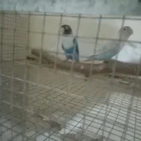 پرنده کوتوله برزیلی مولد