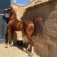 اسب نریان عرب پنج نشان سواریدار