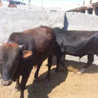 گاوگوساله