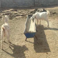 مال درجه یک وخشکل دورگ سانن|حیوانات مزرعه|تربت جام, جلگه موسی آباد|دیوار