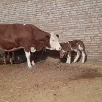 گاو سمینتال با گوساله نر|حیوانات مزرعه|چهاربرج, |دیوار