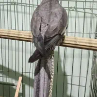 عروس هلندی ماده|پرنده|کازرون, |دیوار