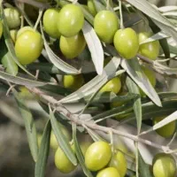 زیتون سبز