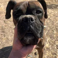 سگ باکسر|سگ|مشهد, ادیب نیشابوری (شهرک غرب)|دیوار