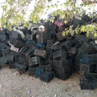 فروش سبد جای میوه|ظروف نگهدارنده، پلاستیکی، یک‌بارمصرف|چگنی, |دیوار