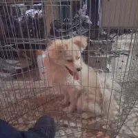 سگ پامرخرسی