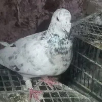 ماده هفترنگ|پرنده|سبزوار, امیر کبیر|دیوار