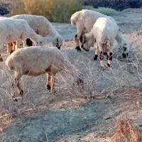 میش و قوچ