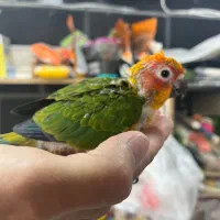 پخش طوطی‌راهب وخورشیدی سرلاکی با تضمین سلامت