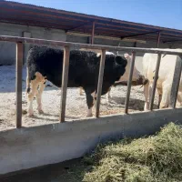 گوساله نر و ماده