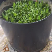 بذر چغندر|عمده‌فروشی|کوهدشت, |دیوار