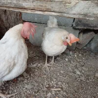 مرغ تخمگذار
