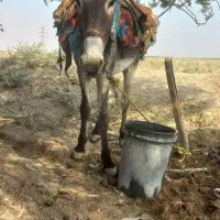 خر ماده