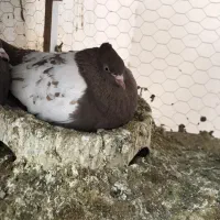 کبوتر بهبهانی ماده سینه قهوه ای