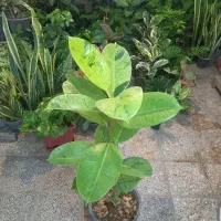 حراج گلهای باکیفیت اپارتمانی|گل و گیاه طبیعی|شهرکرد, |دیوار