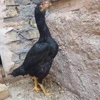 مرغ و خروس اوشامو آلمانی