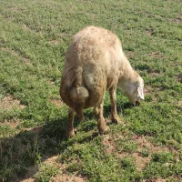 قوچ وبره قوچ پلنگی|حیوانات مزرعه|باغ حلی, |دیوار