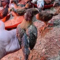 نیمچه جوجه محلی گلپایگانی اصلاح نژاد یک ماهه
